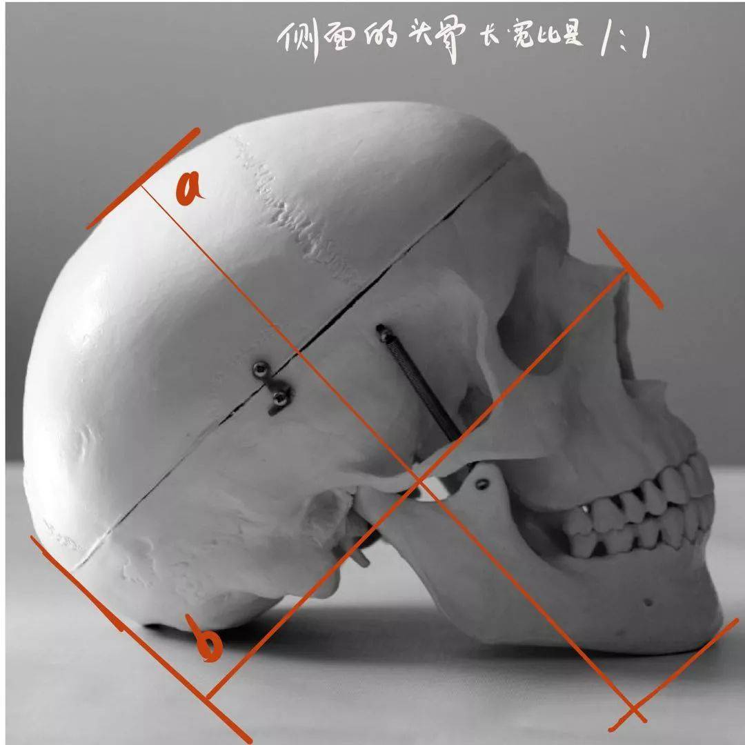 想要拿下校考素描頭像高分嗎?廣州十大畫室教你技巧,08